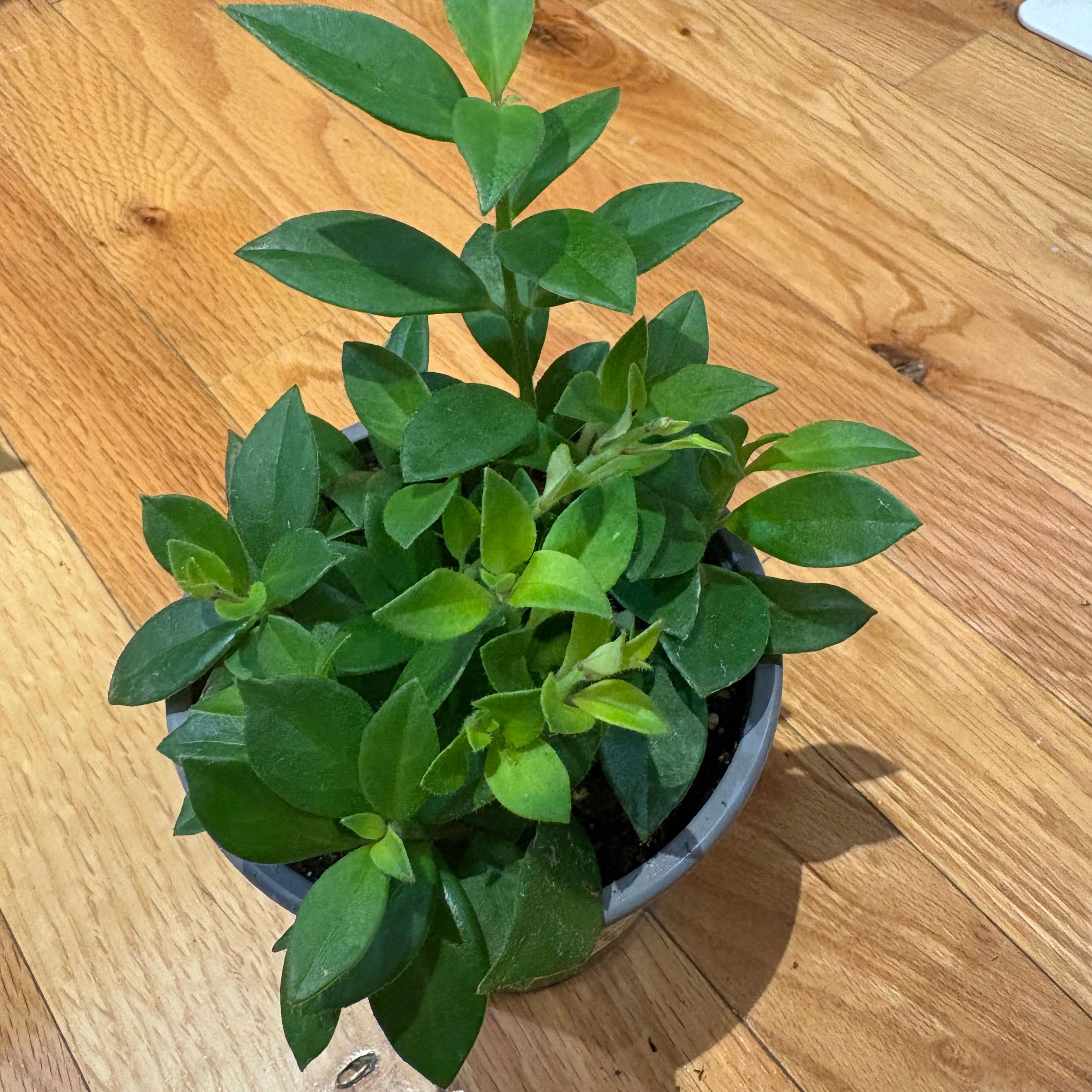 Photo of the plant species Lipstick Plant by @KindPersianivy named Lipstick on Greg, the plant care app