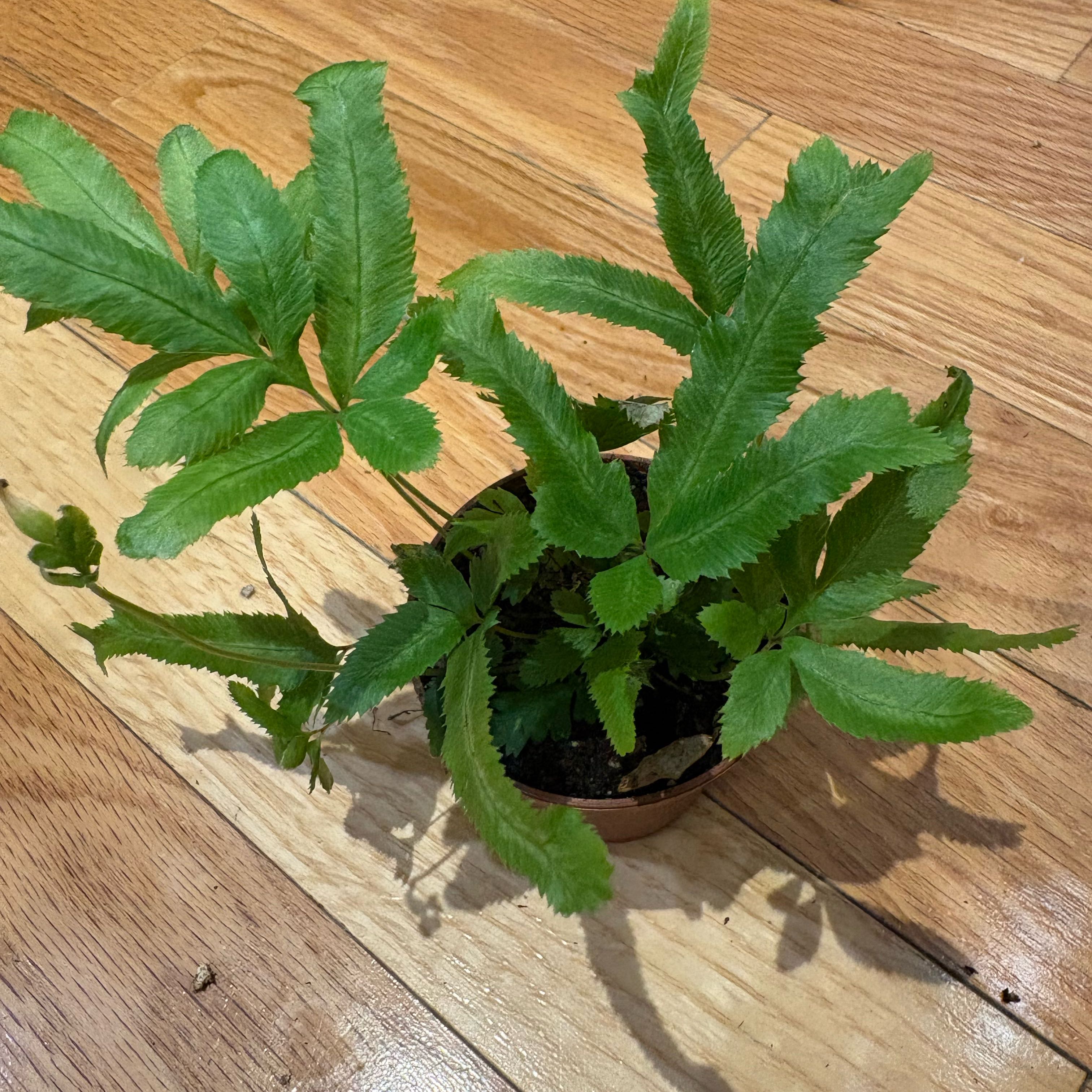 Photo of the plant species Pteris Fern by @KindPersianivy named Pteris Fern on Greg, the plant care app