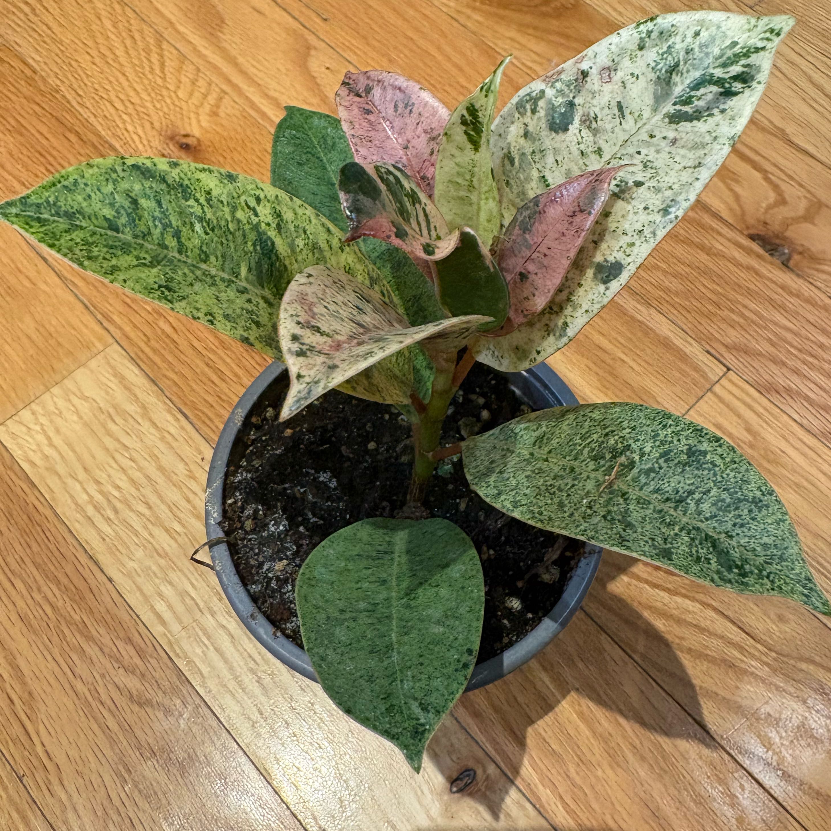 Photo of the plant species Ficus Shivereana Moonshine by @KindPersianivy named Ficus Moonshine on Greg, the plant care app