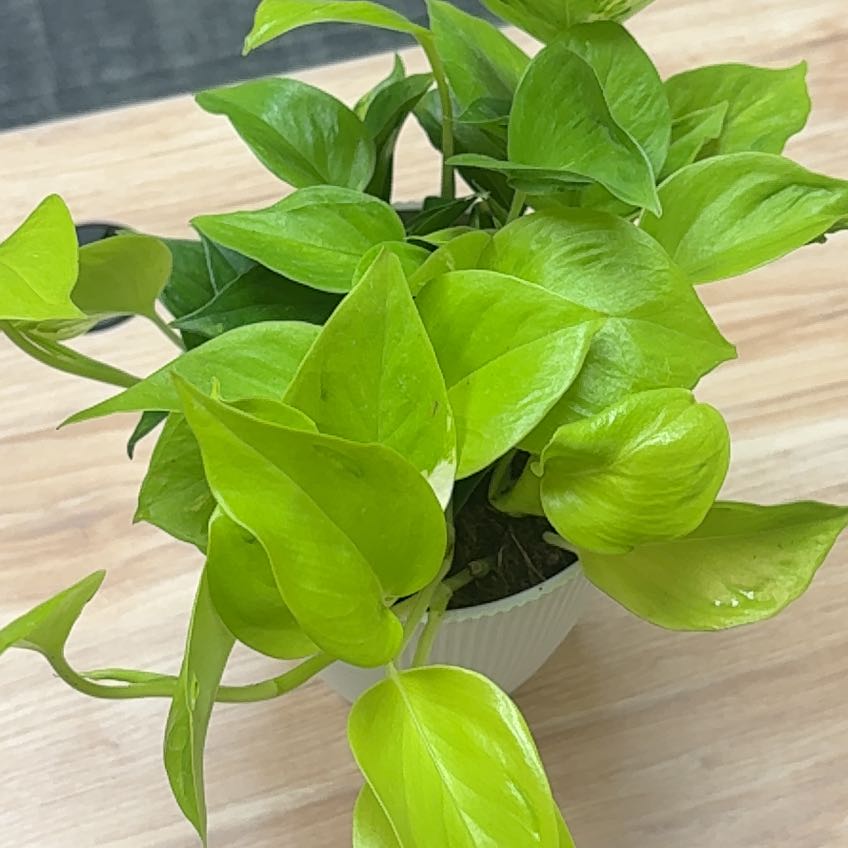 Photo of the plant species Epipremnum Champs-Elysees by @KindPersianivy named Champs-Élysées on Greg, the plant care app