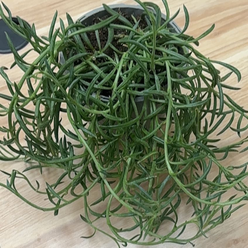 Photo of the plant species String of Fishhooks by @KindPersianivy named Fishhook on Greg, the plant care app