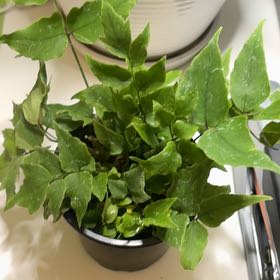 Photo of the plant species Holly Fern by @KindPersianivy named Holly on Greg, the plant care app