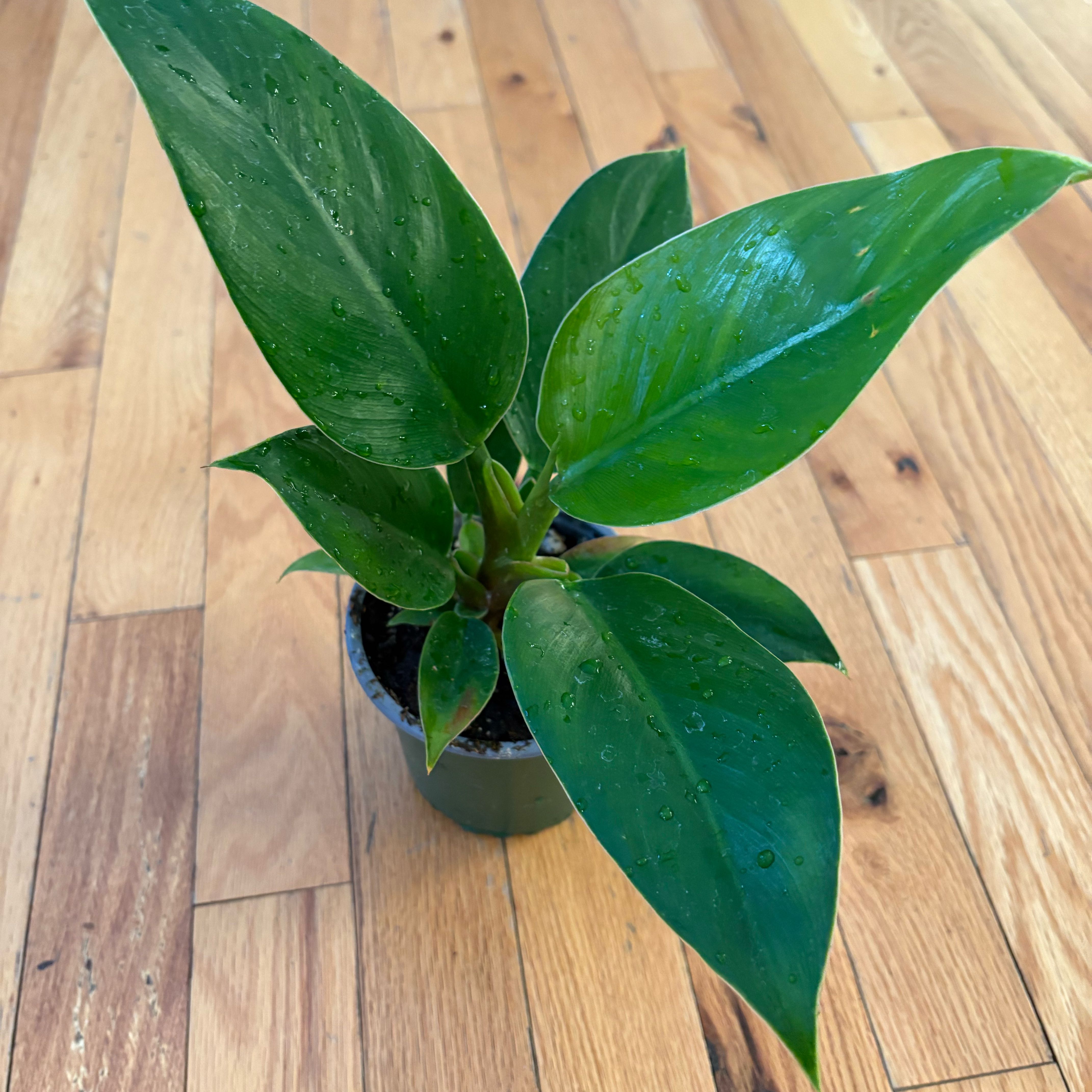 Photo of the plant species Philodendron 'Imperial Green' by @KindPersianivy named Imperial Green on Greg, the plant care app