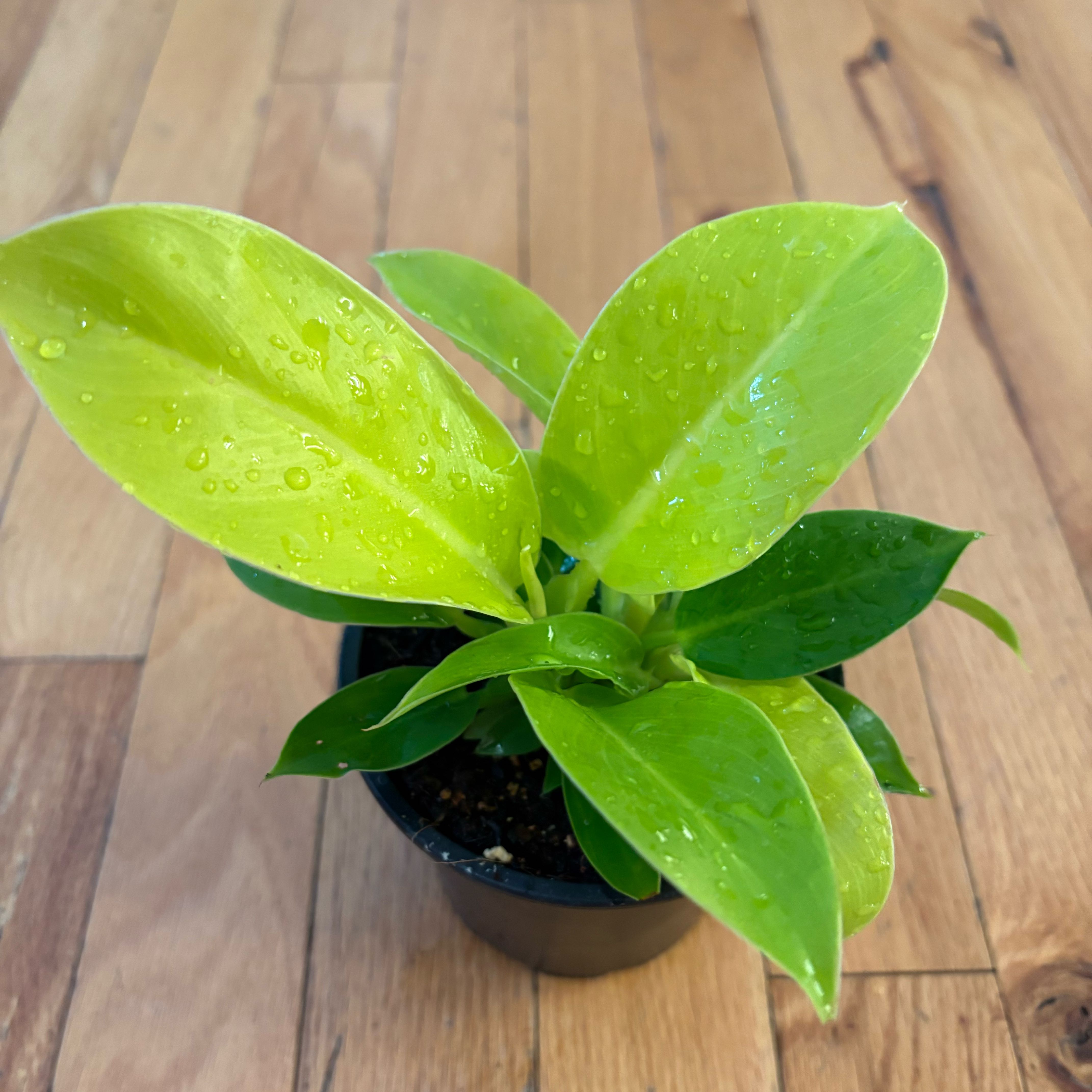Photo of the plant species Philodendron 'Imperial Green' by @KindPersianivy named Imperial Gold on Greg, the plant care app