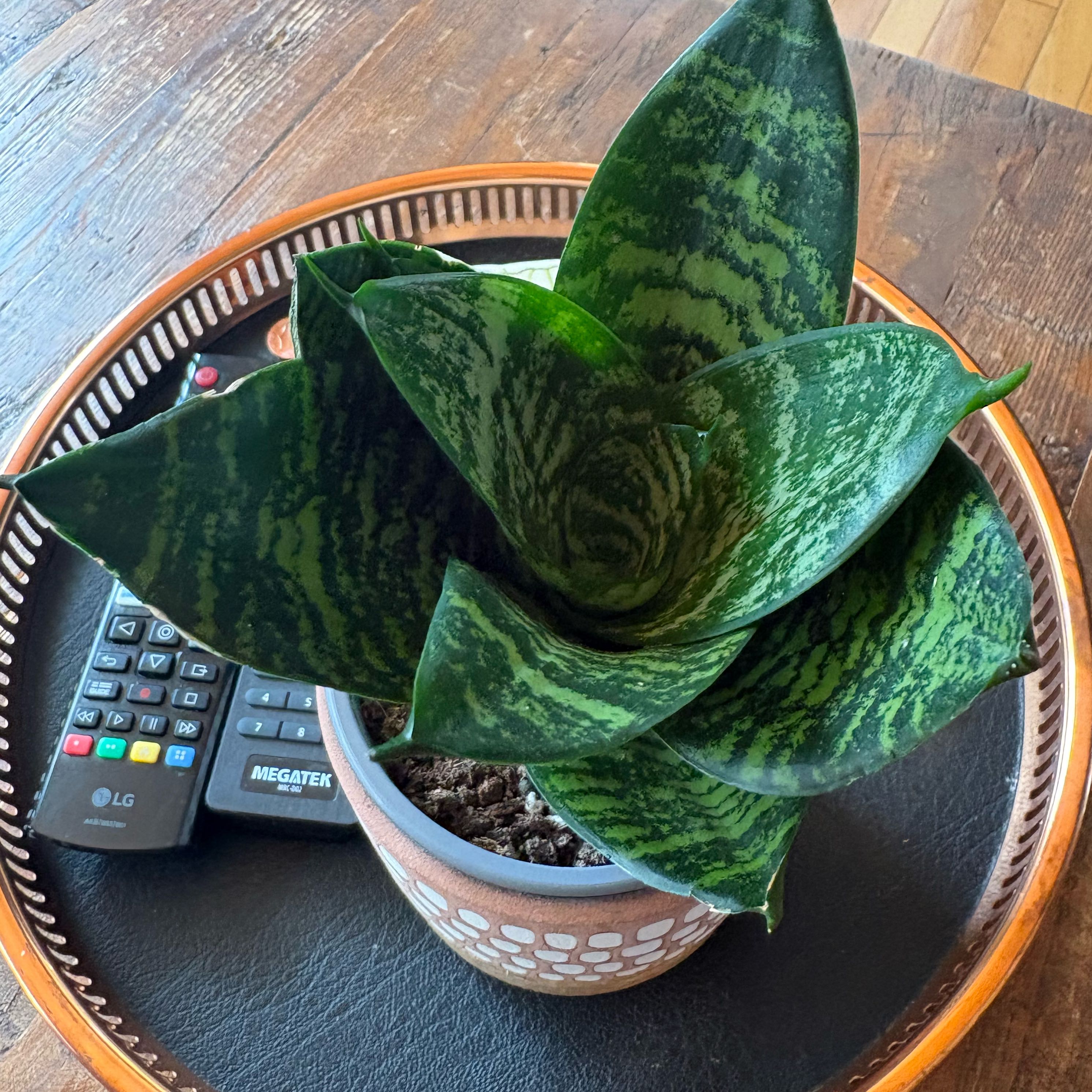 Photo of the plant species Bird's Nest Snake Plant by @KindPersianivy named Birds nest on Greg, the plant care app