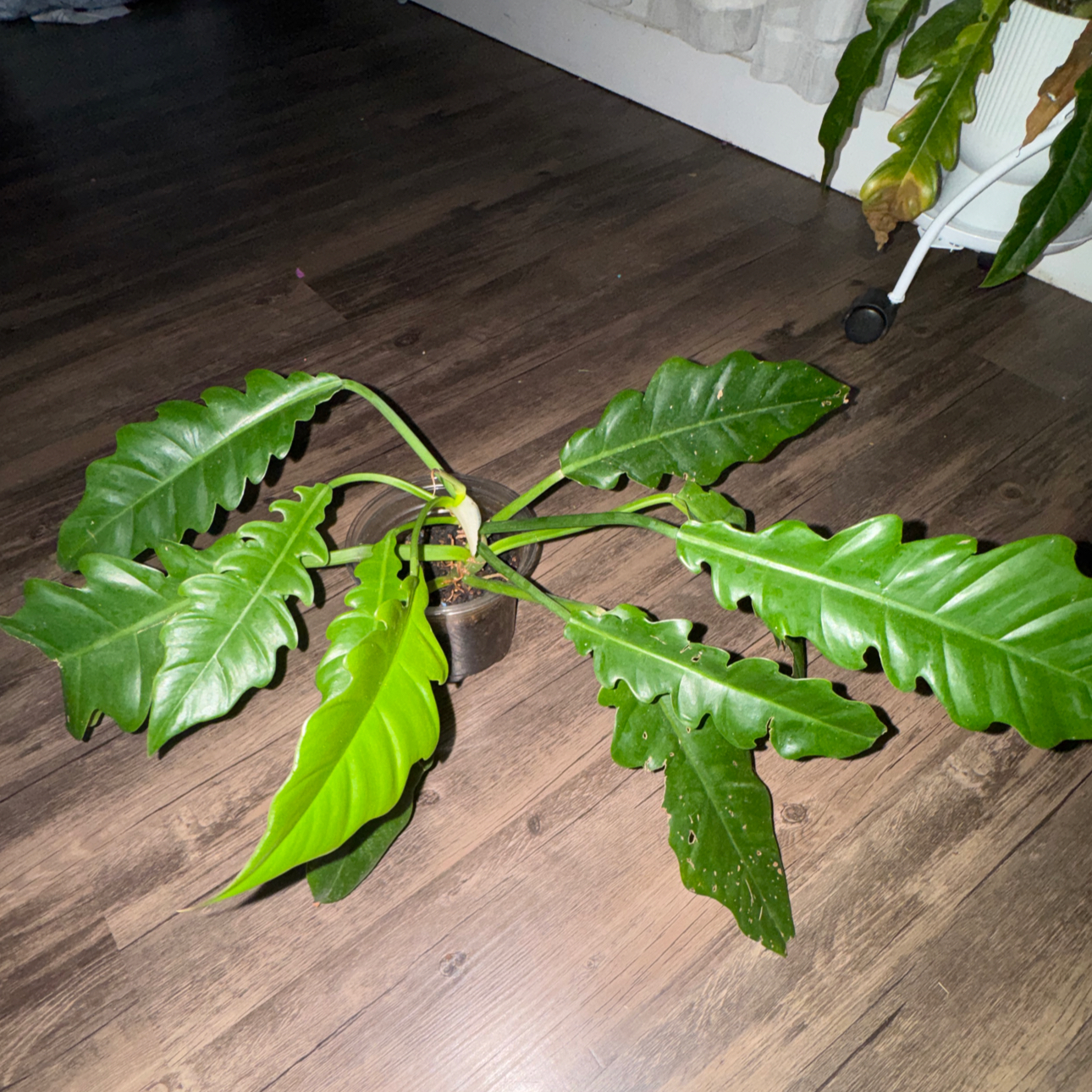 Photo of the plant species Narrow by @ZealChelseahoya named Gregarious on Greg, the plant care app