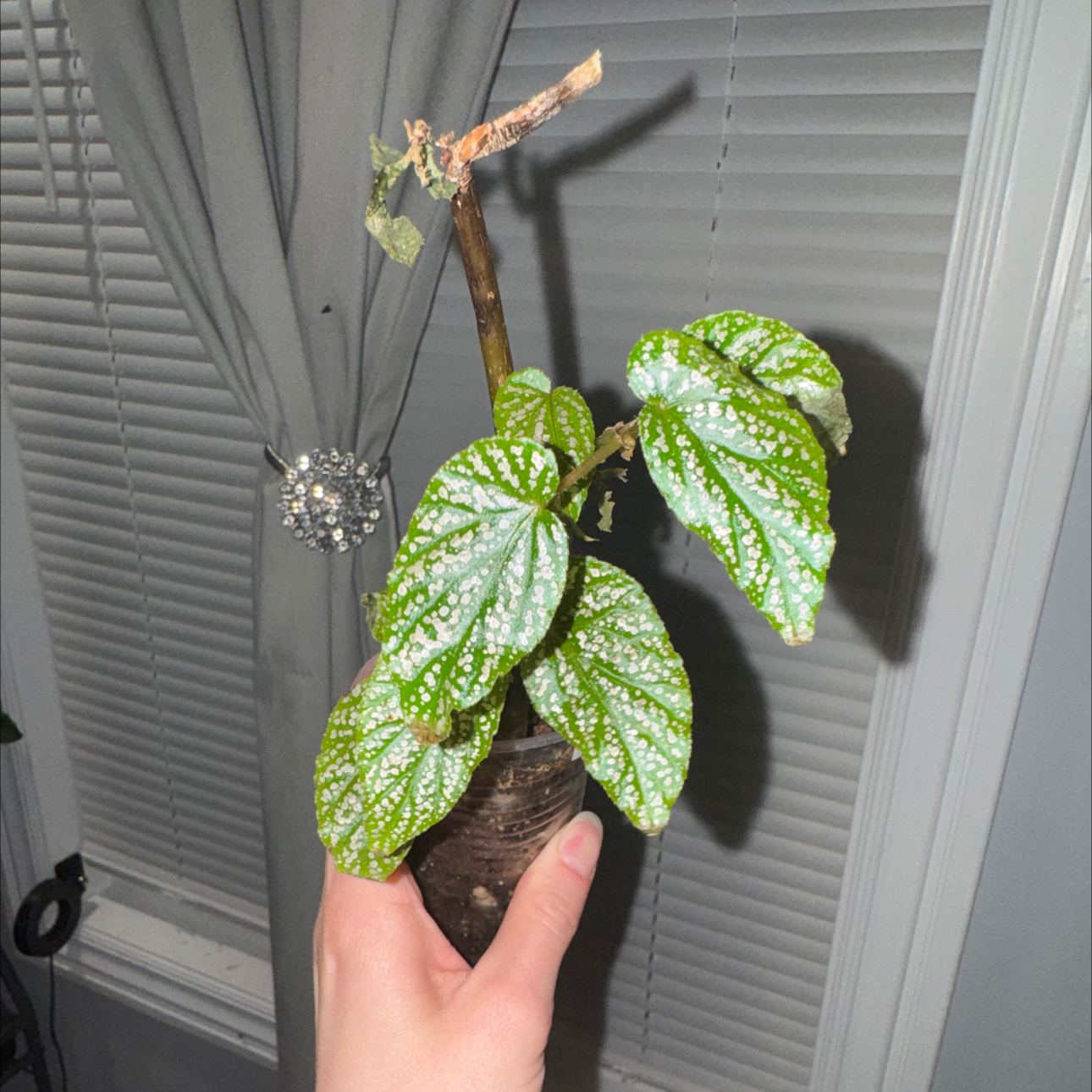 Photo of the plant species Polka Dot Begonia by @ZealChelseahoya named Michelle Branch on Greg, the plant care app