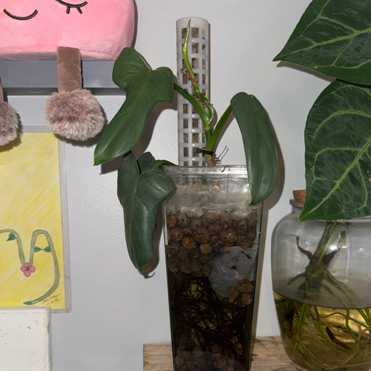 Photo of the plant species Panda Philodendron by @ZealChelseahoya named Shakira on Greg, the plant care app