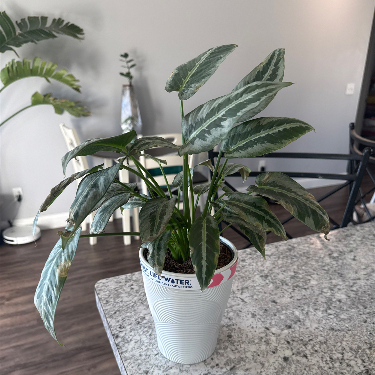 Photo of the plant species Schismatoglottis wallichii by @ZealChelseahoya named Wallichii 2 on Greg, the plant care app