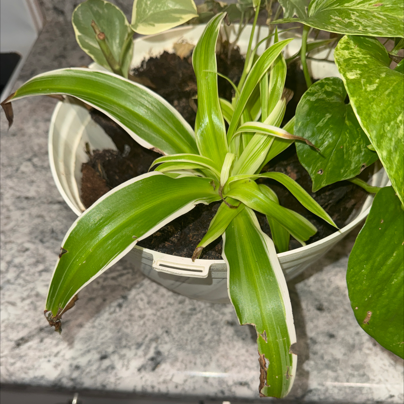 Photo of the plant species Spider Plant 'Reverse' by @ZealChelseahoya named Messi on Greg, the plant care app