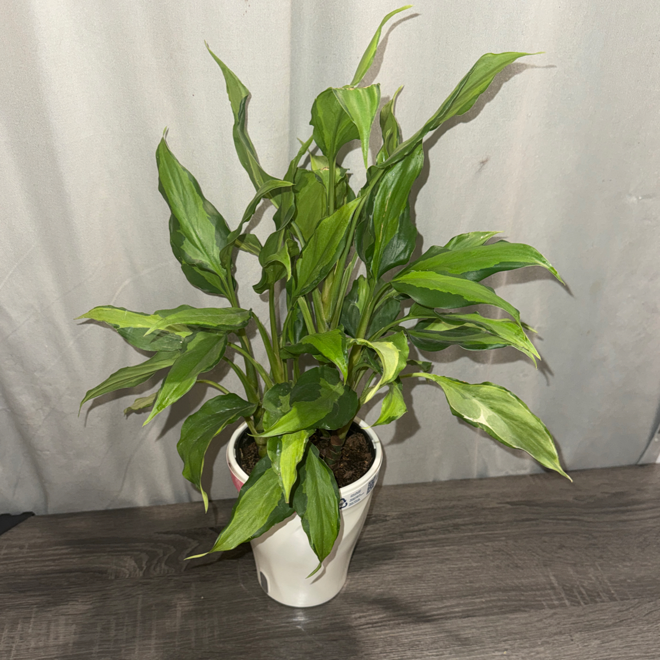 Photo of the plant species Aglaonema spathonema by @ZealChelseahoya named Khaleesi on Greg, the plant care app