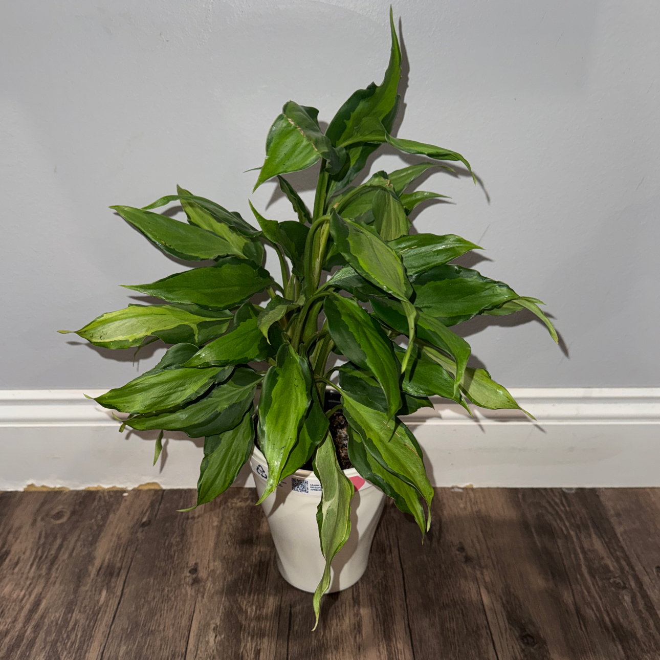 Photo of the plant species Aglaonema spathonema by @ZealChelseahoya named Khaleesi on Greg, the plant care app
