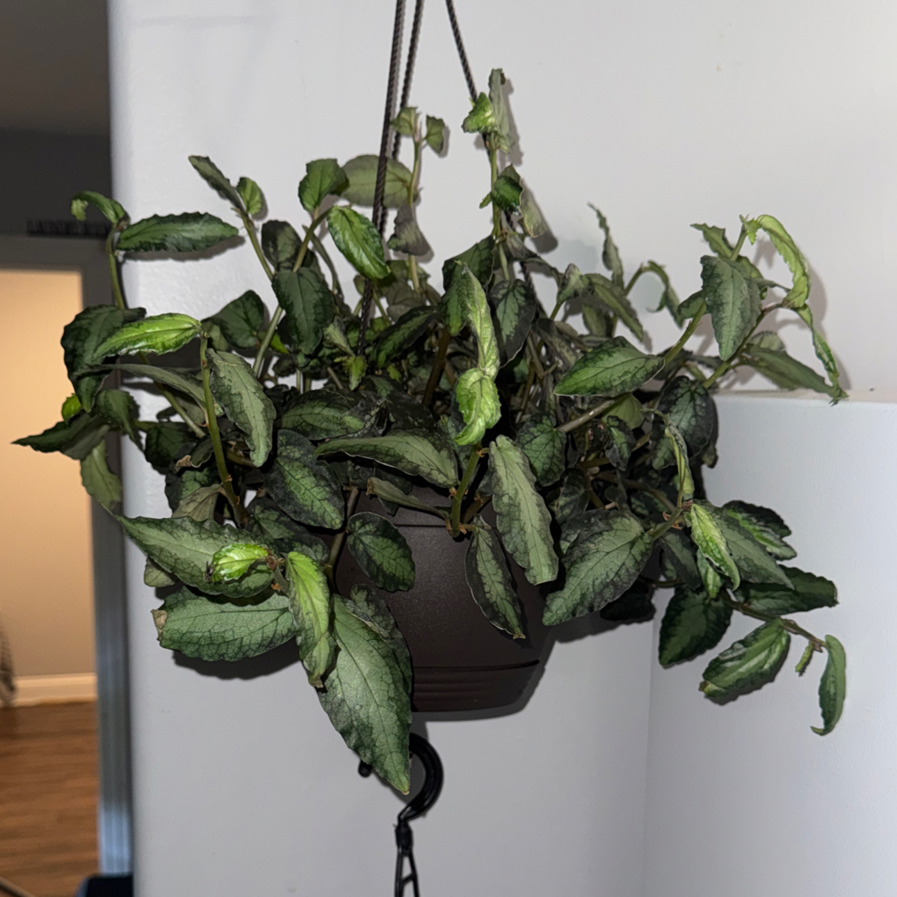 Photo of the plant species Polynesian Ivy by @ZealChelseahoya named Darwin on Greg, the plant care app