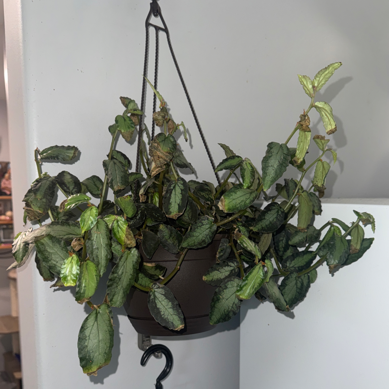 Photo of the plant species Polynesian Ivy by @ZealChelseahoya named Darwin on Greg, the plant care app