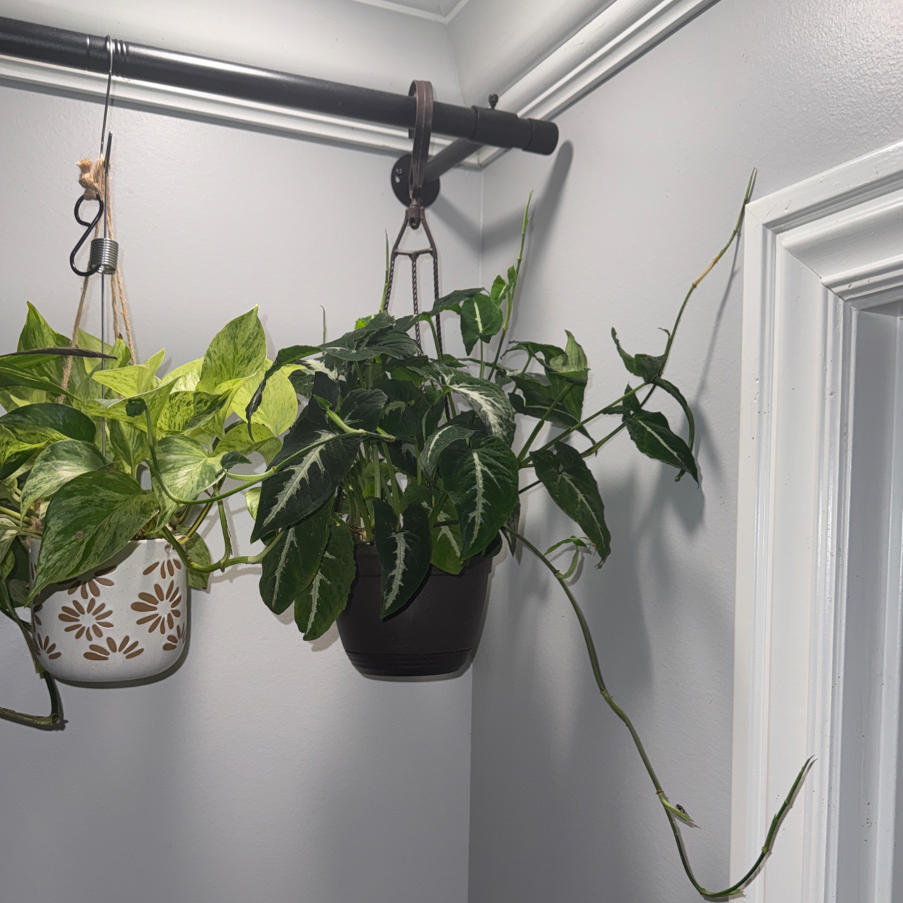 Photo of the plant species Black Velvet Syngonium by @ZealChelseahoya named Apollo on Greg, the plant care app
