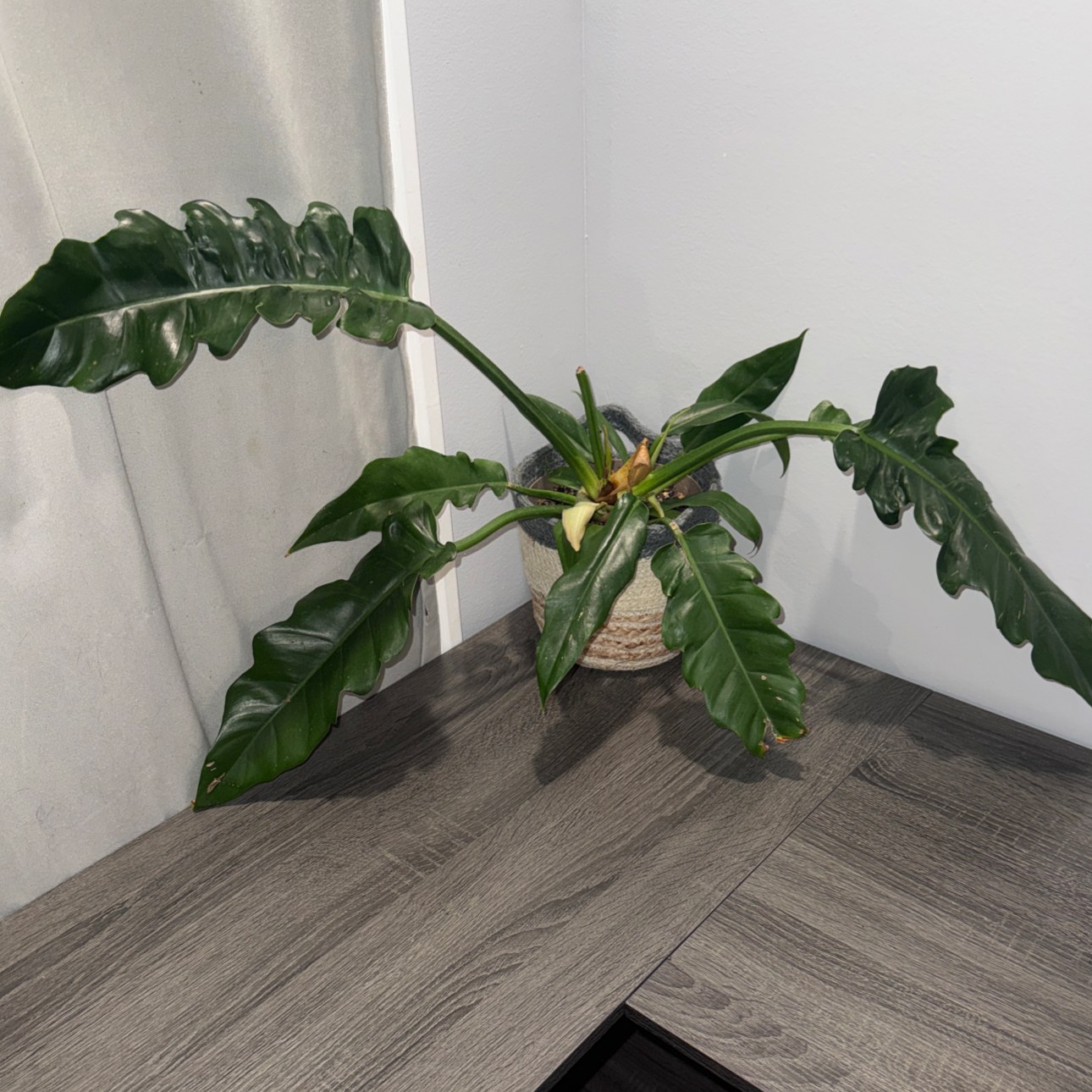 Photo of the plant species Prismacolor Double- Edged sword Philodandron by @ZealChelseahoya named Surya on Greg, the plant care app