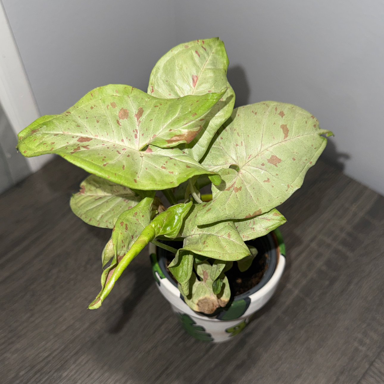 Photo of the plant species Milk Confetti by @ZealChelseahoya named Winston on Greg, the plant care app