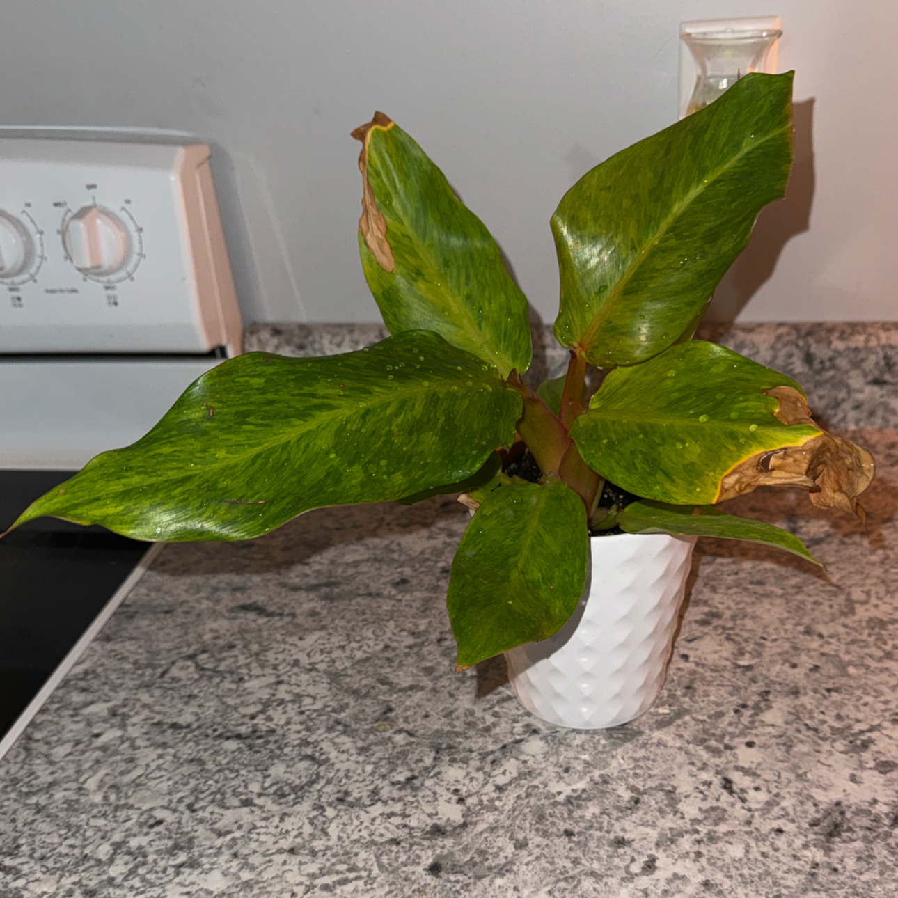 Photo of the plant species Proven Winners PrismacolorTM Orange You GorgeousTM Philodendron by @ZealChelseahoya named Sol on Greg, the plant care app
