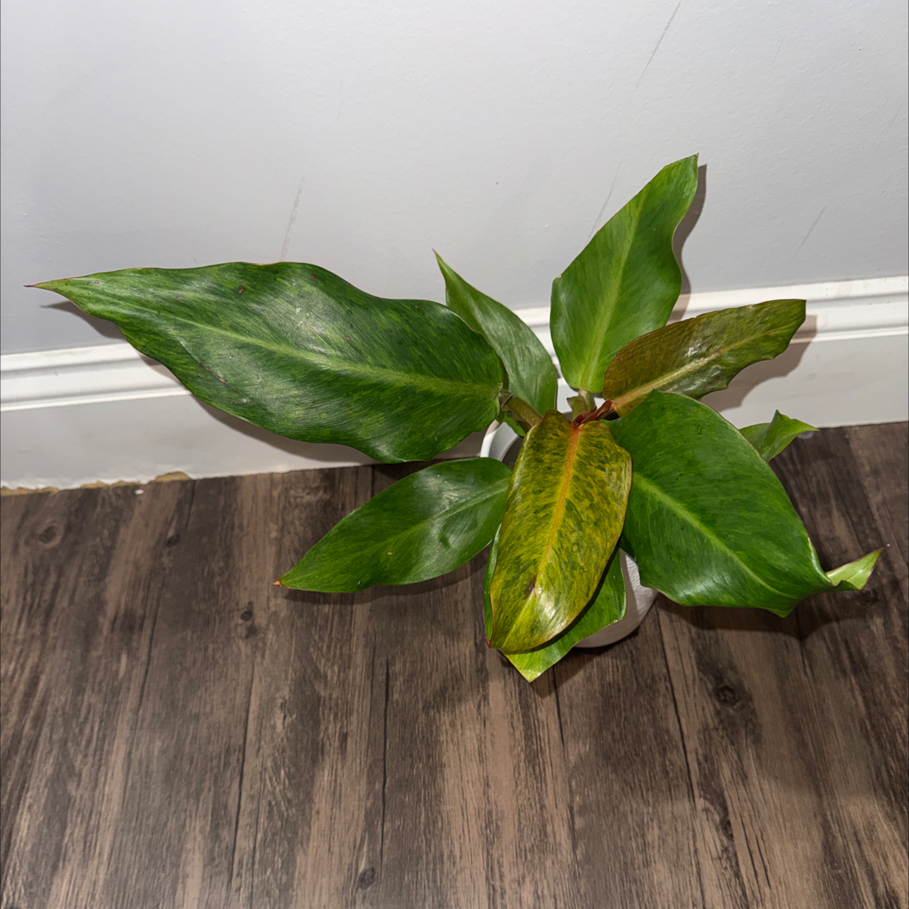 Photo of the plant species Proven Winners PrismacolorTM Orange You GorgeousTM Philodendron by @ZealChelseahoya named Sol on Greg, the plant care app