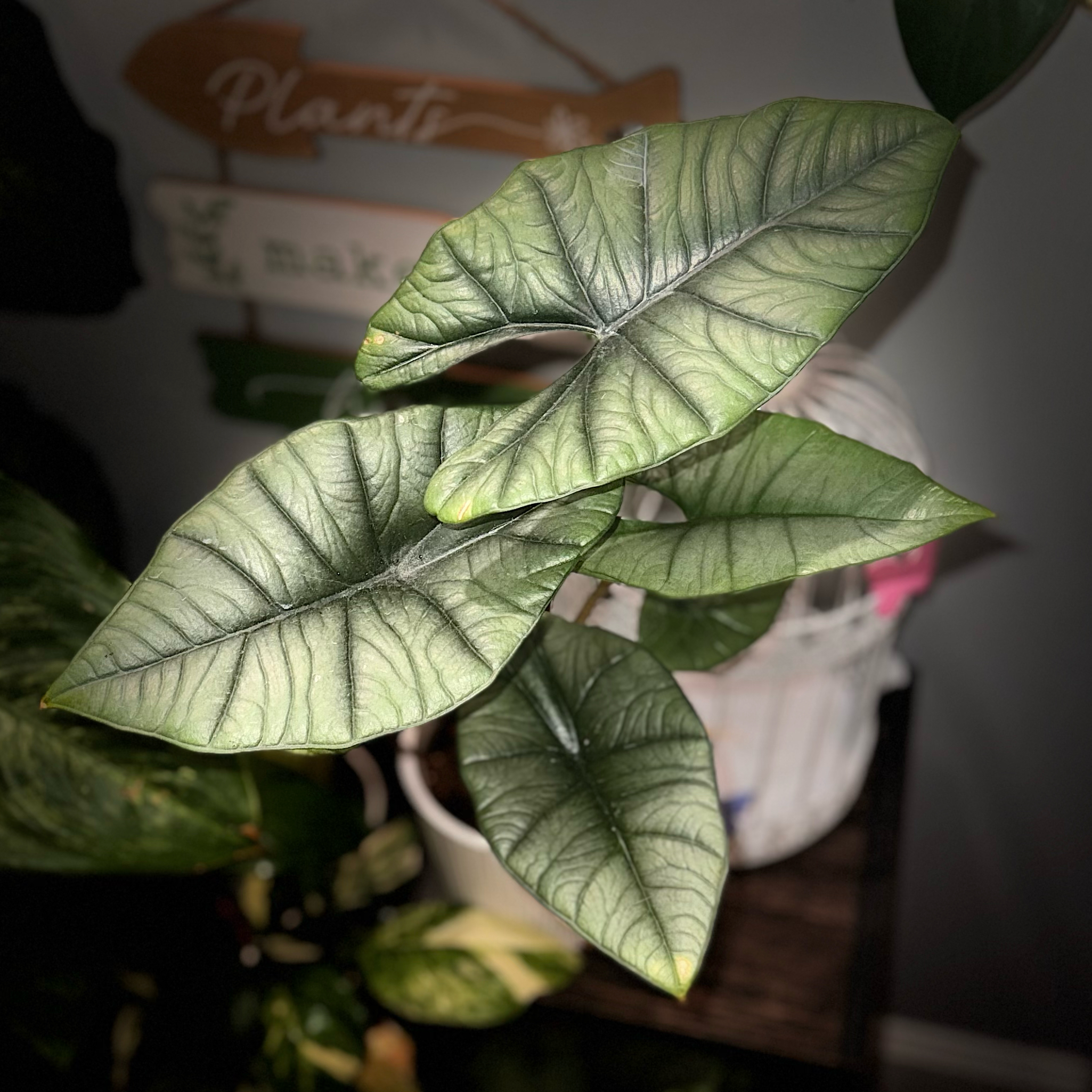 Photo of the plant species Alocasia 'Mythic Quicksilver' by @ZealChelseahoya named Bella on Greg, the plant care app