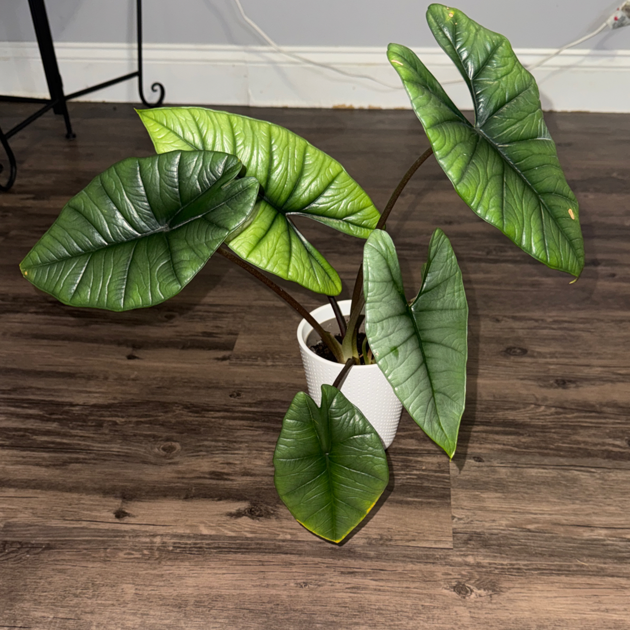 Photo of the plant species Alocasia 'Mythic Quicksilver' by @ZealChelseahoya named Bella on Greg, the plant care app