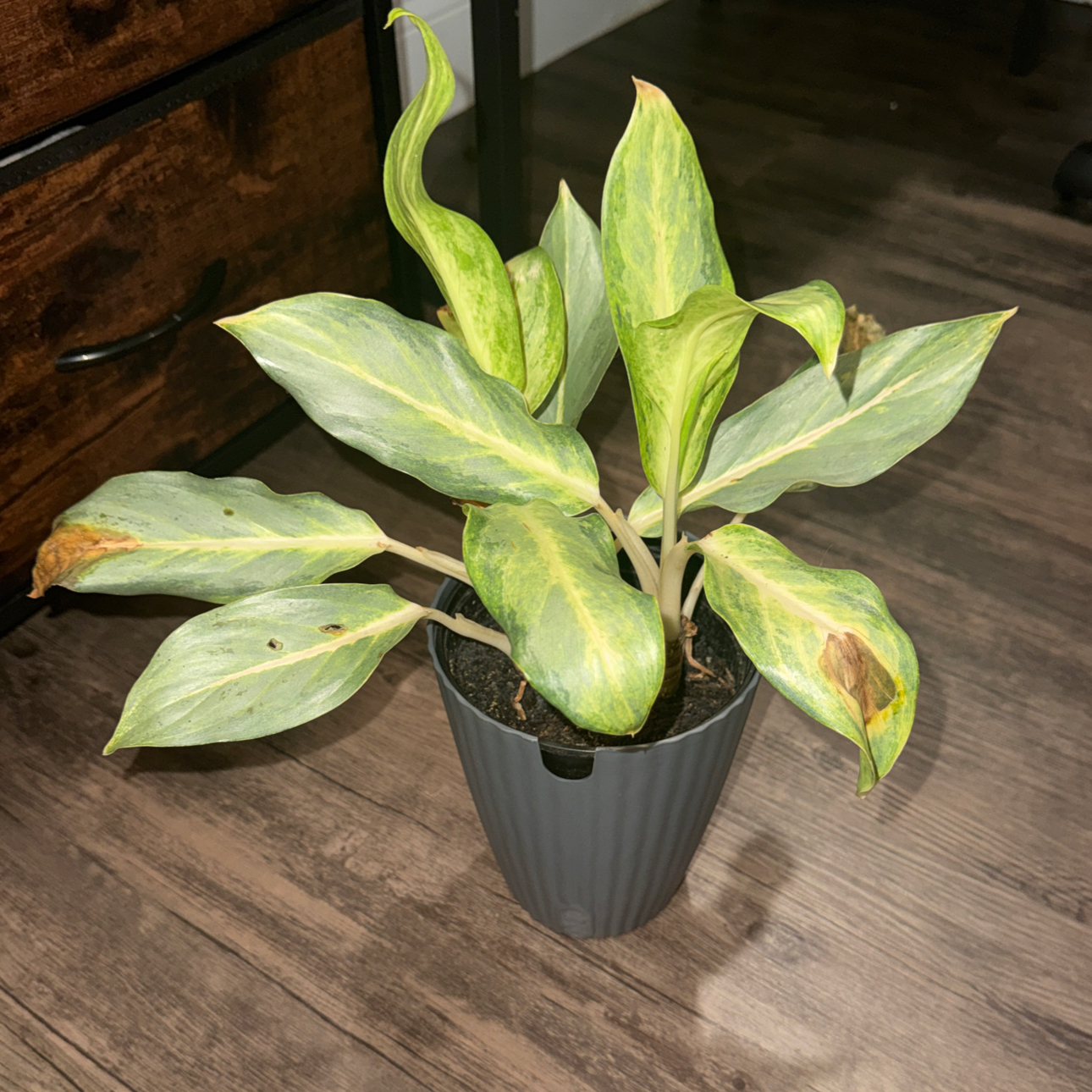 Photo of the plant species Chinese evergreen by @ZealChelseahoya named Aglo on Greg, the plant care app