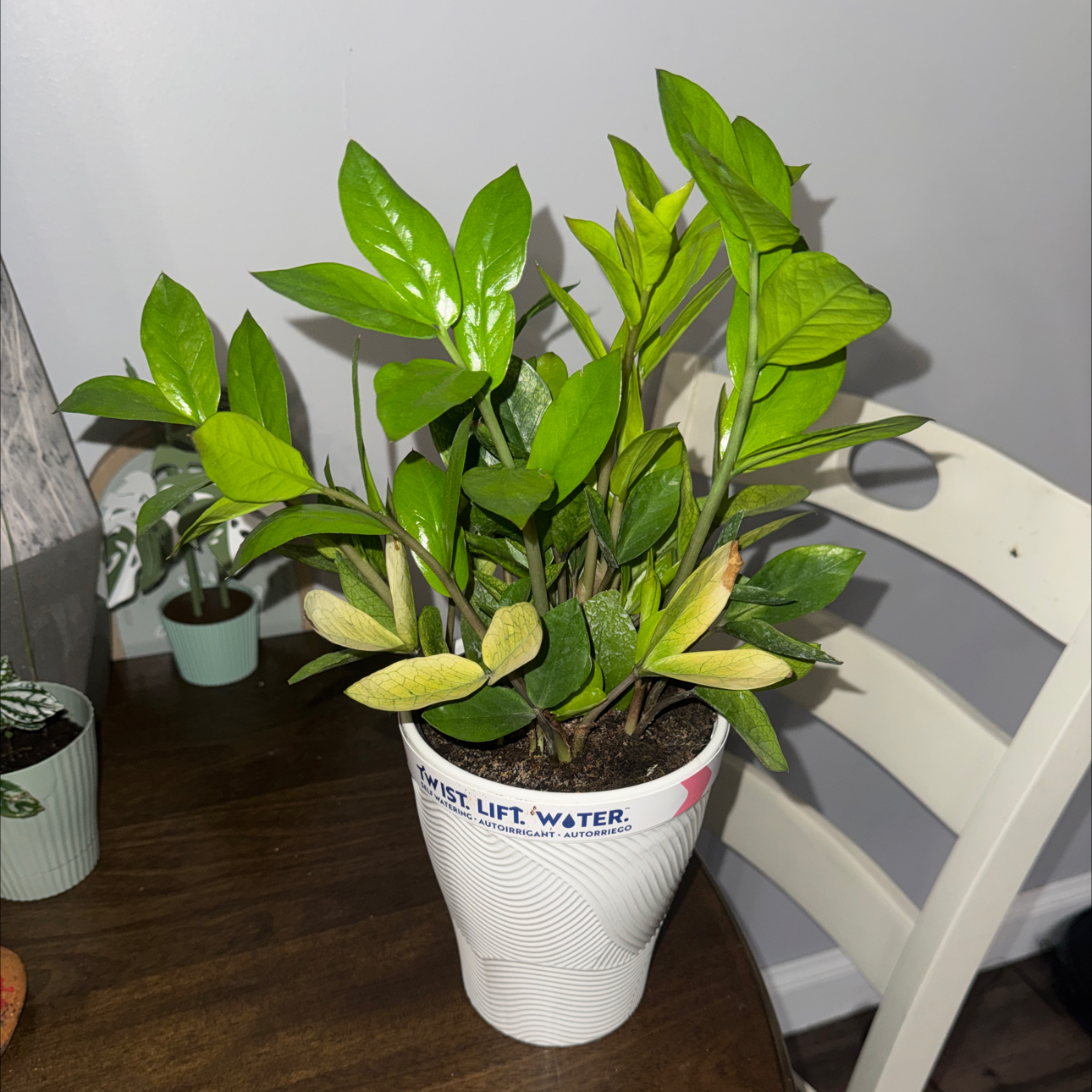 Photo of the plant species chameleon zz by @ZealChelseahoya named Denali on Greg, the plant care app