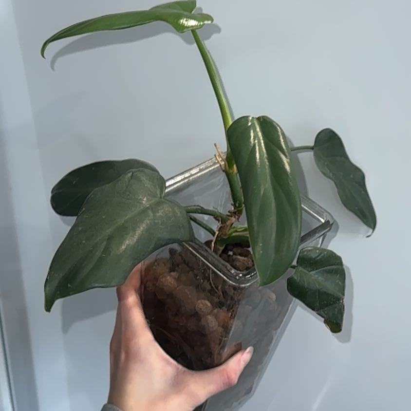 Photo of the plant species Panda Philodendron by @ZealChelseahoya named Shakira on Greg, the plant care app
