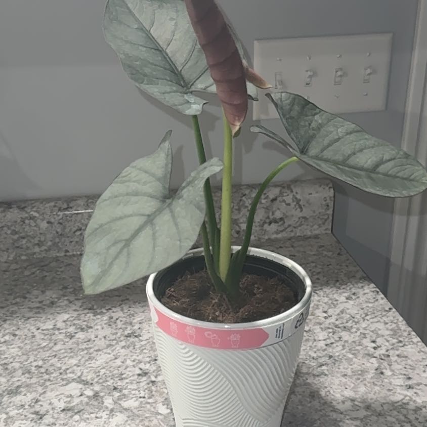 Photo of the plant species Alocasia Reginae by @ZealChelseahoya named Reginae on Greg, the plant care app