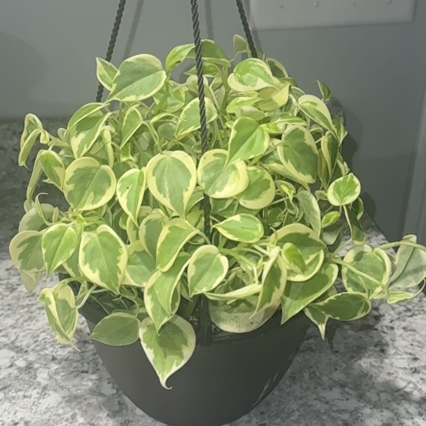 Photo of the plant species Cupid Peperomia by @ZealChelseahoya named Cupid on Greg, the plant care app