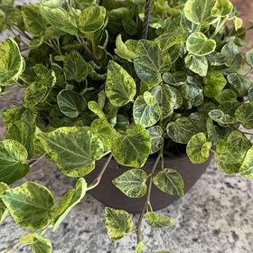 Photo of the plant species English Ivy variegated by @ZealChelseahoya named Ivy on Greg, the plant care app