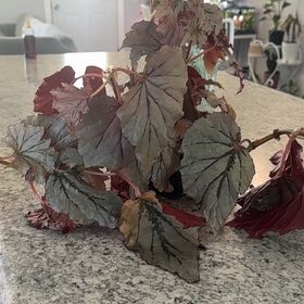 Photo of the plant species Looking Glass Cane Begonia by @ZealChelseahoya named Tupot amaroot on Greg, the plant care app