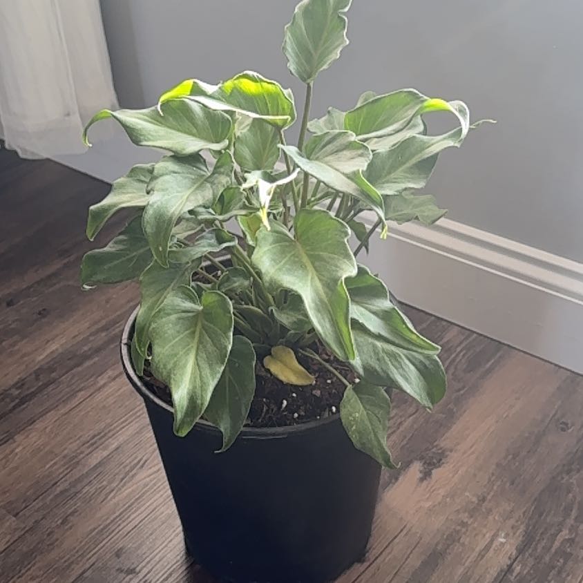 Photo of the plant species Philodendron selloum 'Golden' by @ZealChelseahoya named Golden on Greg, the plant care app