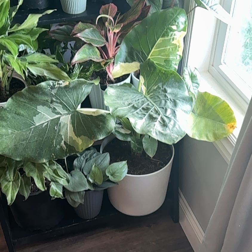 Photo of the plant species Variegated Alocasia by @ZealChelseahoya named Treeyoncé on Greg, the plant care app