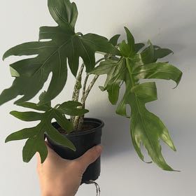 Photo of the plant species Alocasia brancifolia by @ZealChelseahoya named Brancifolia on Greg, the plant care app