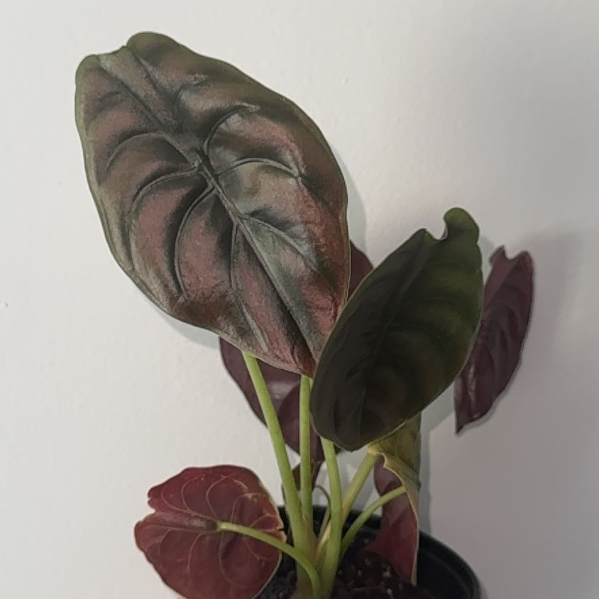Photo of the plant species Alocasia Cuprea by @ZealChelseahoya named Cuprea on Greg, the plant care app