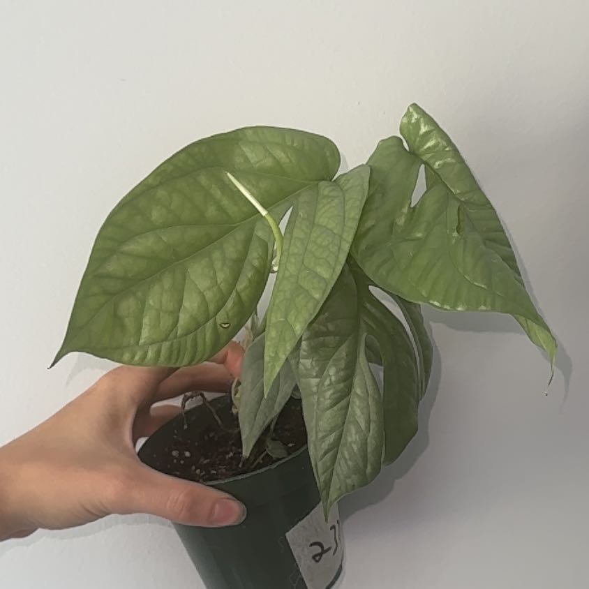 Photo of the plant species Amydrium medium by @ZealChelseahoya named Amy on Greg, the plant care app