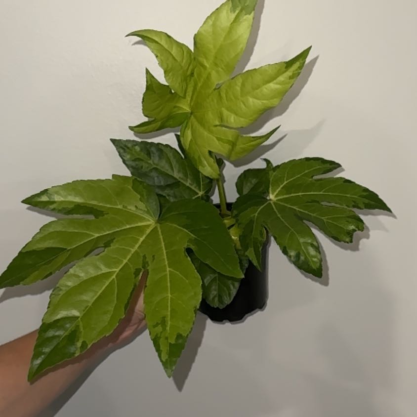 Photo of the plant species Fatsia Japonica Spider Web by @ZealChelseahoya named Fatsia Camo on Greg, the plant care app