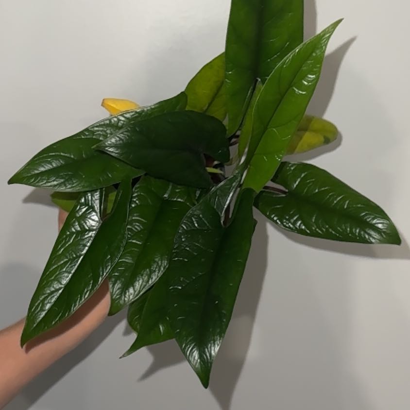 Photo of the plant species Alocasia Scalprum by @ZealChelseahoya named Scalprum on Greg, the plant care app