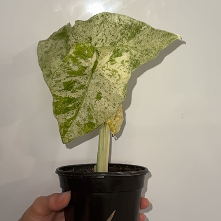 Photo of the plant species Alocasia Blizzard Elephants Ear by @ZealChelseahoya named Blizzard on Greg, the plant care app