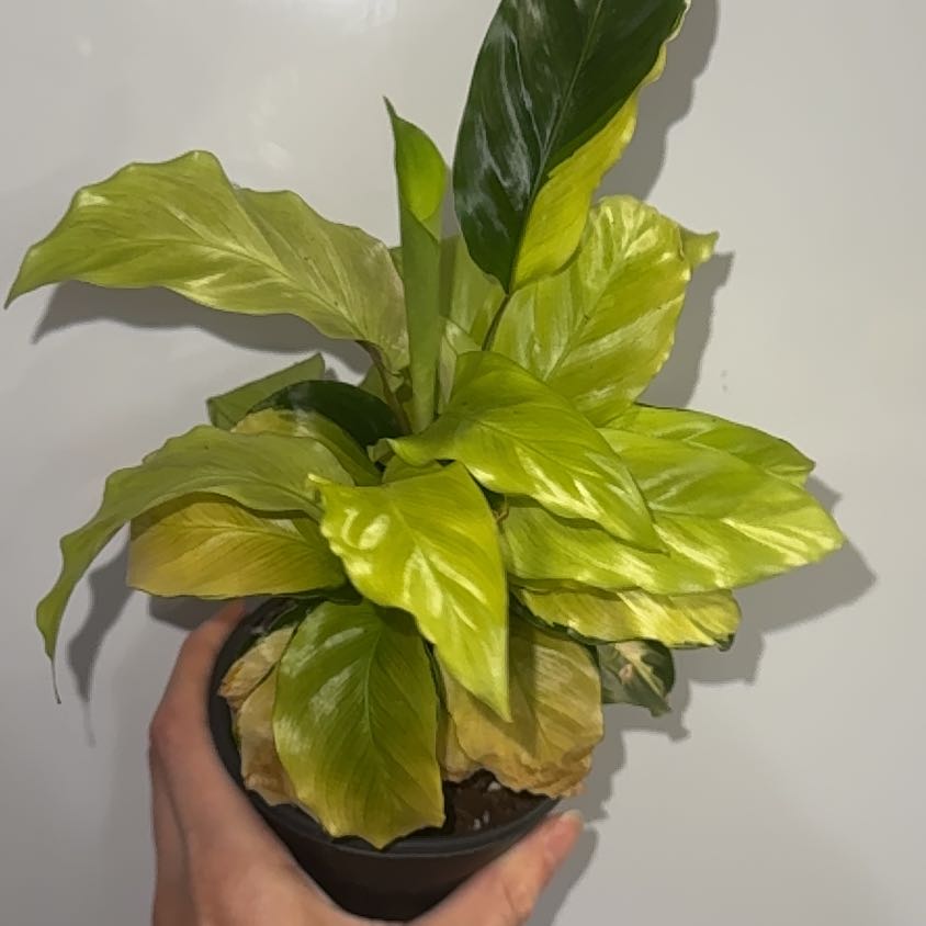 Photo of the plant species Calathea Yellow Fusion by @ZealChelseahoya named Yellow fusion on Greg, the plant care app