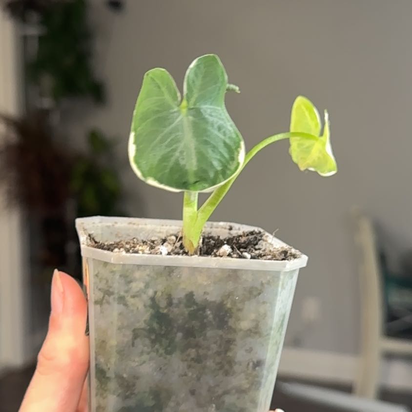 Photo of the plant species Mickey Mouse by @ZealChelseahoya named Rihanna on Greg, the plant care app