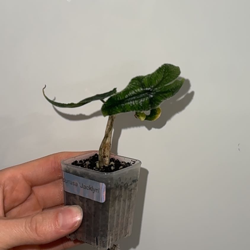 Photo of the plant species alocasia jacklyn by @ZealChelseahoya named LiloStitch on Greg, the plant care app