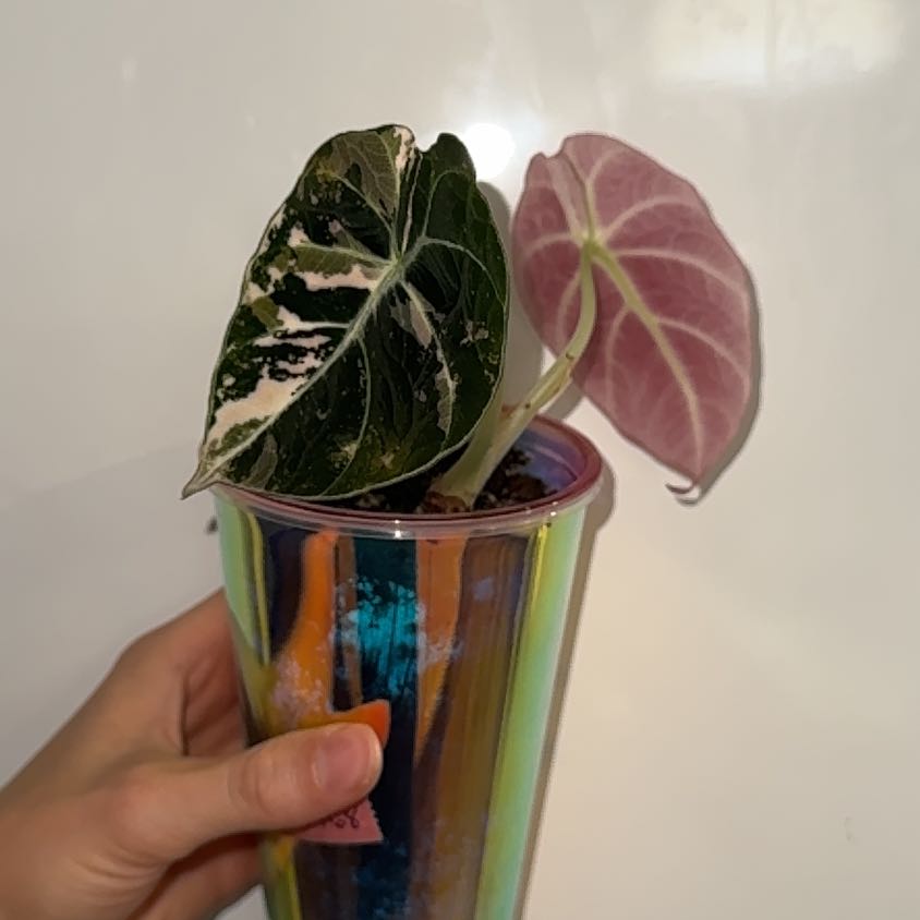 Photo of the plant species Alocasia Pink Black Velvet by @ZealChelseahoya named Pink Black Velvet on Greg, the plant care app