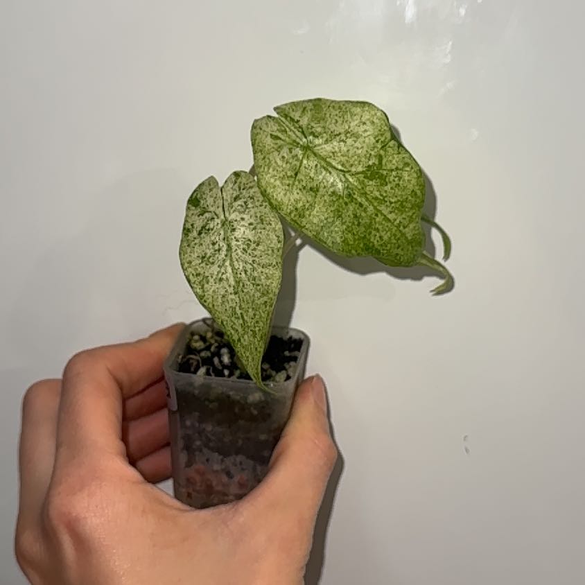 Photo of the plant species Variegated Alocasia Odora by @ZealChelseahoya named Gates on Greg, the plant care app