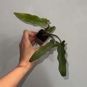 Photo of the plant species Alocasia Lauterbachiana Variegated by @ZealChelseahoya named Lavender on Greg, the plant care app