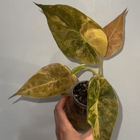 Photo of the plant species Alocasia Wentii Sunset by @ZealChelseahoya named Daphne on Greg, the plant care app