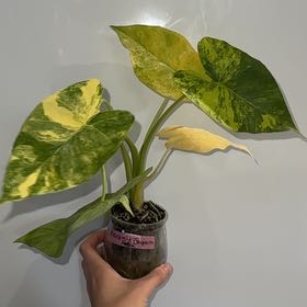 Photo of the plant species Alocasia Gageana Aurea Variegata by @ZealChelseahoya named ChloroPhil on Greg, the plant care app