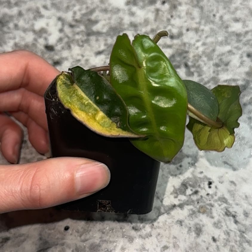 Photo of the plant species Variegated Philodendron Billietiae by @ZealChelseahoya named Tolkien on Greg, the plant care app