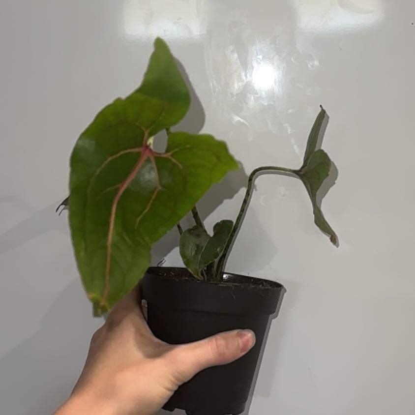 Photo of the plant species Cyrtosperma johnstonii by @ZealChelseahoya named Johnstonii on Greg, the plant care app